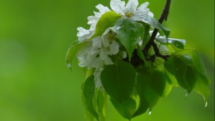 植物的基本类群