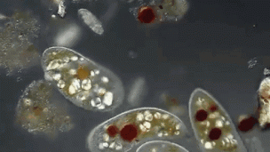 微生物那些事儿