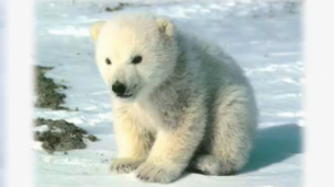 拯救北极熊